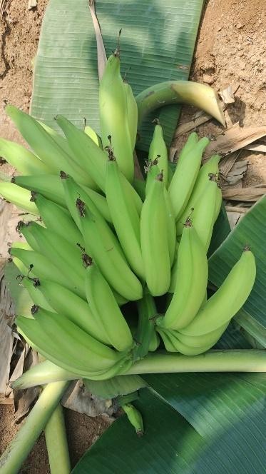 Nendran Banana
