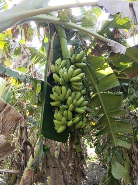 Banana Farming
